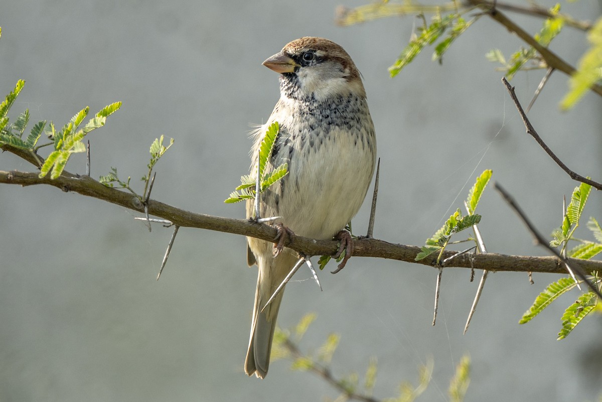 Weidensperling - ML646581020