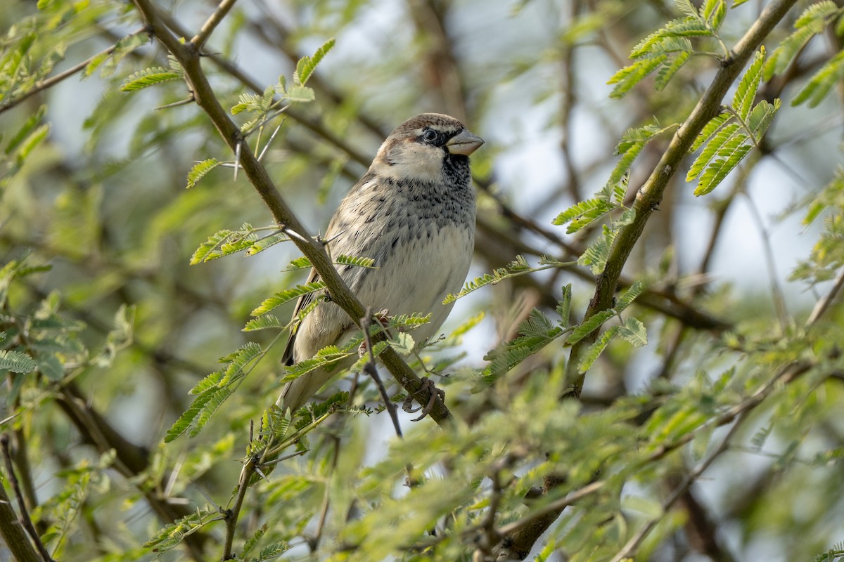 Weidensperling - ML646581021