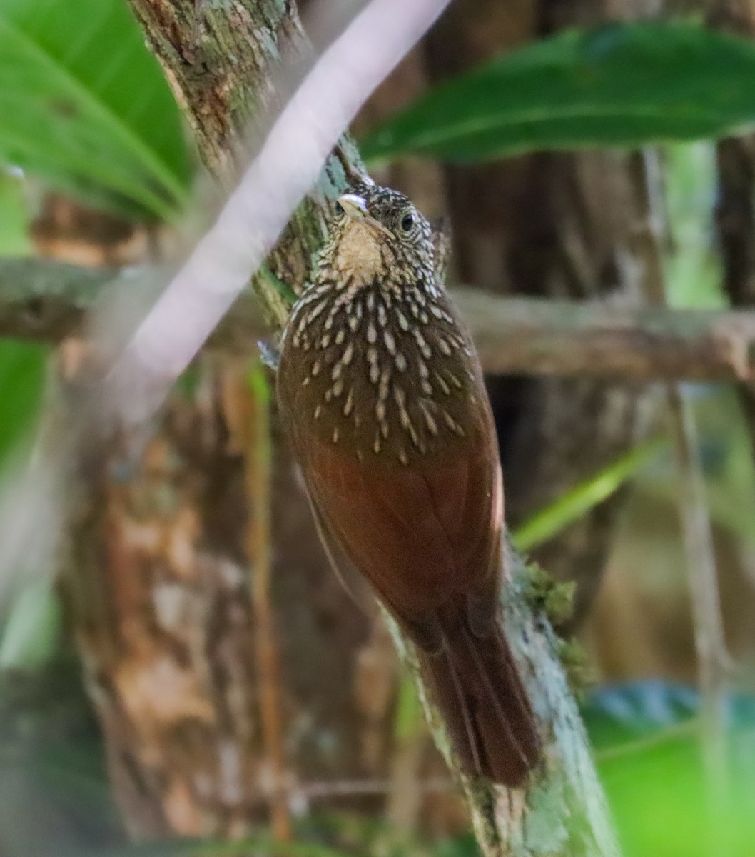 Striped Woodcreeper - ML646581024