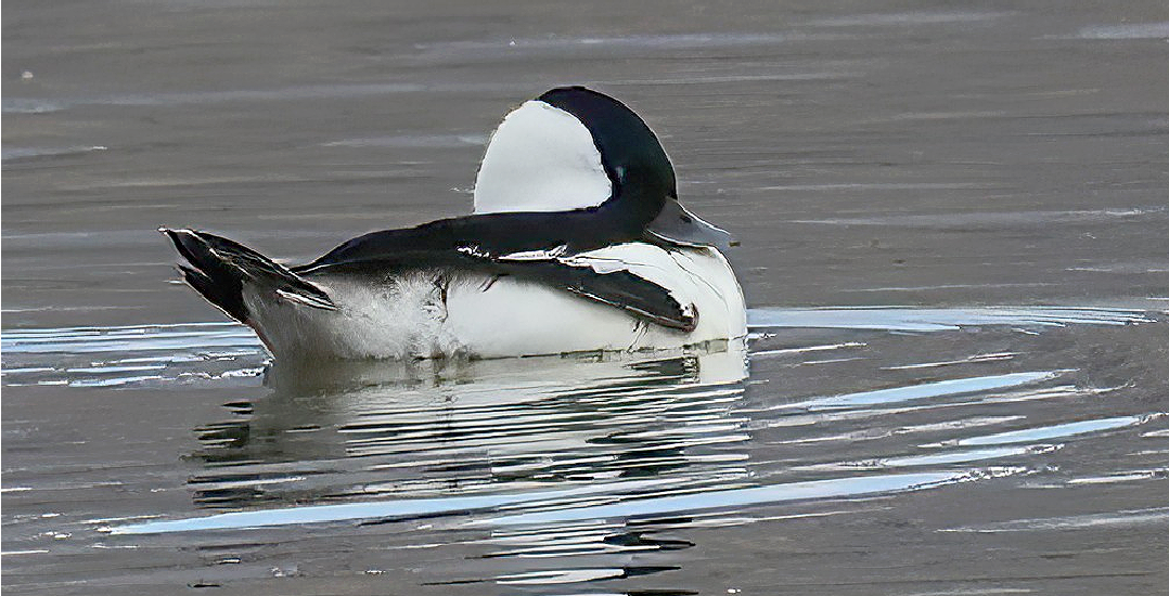 bøffeland - ML646581028