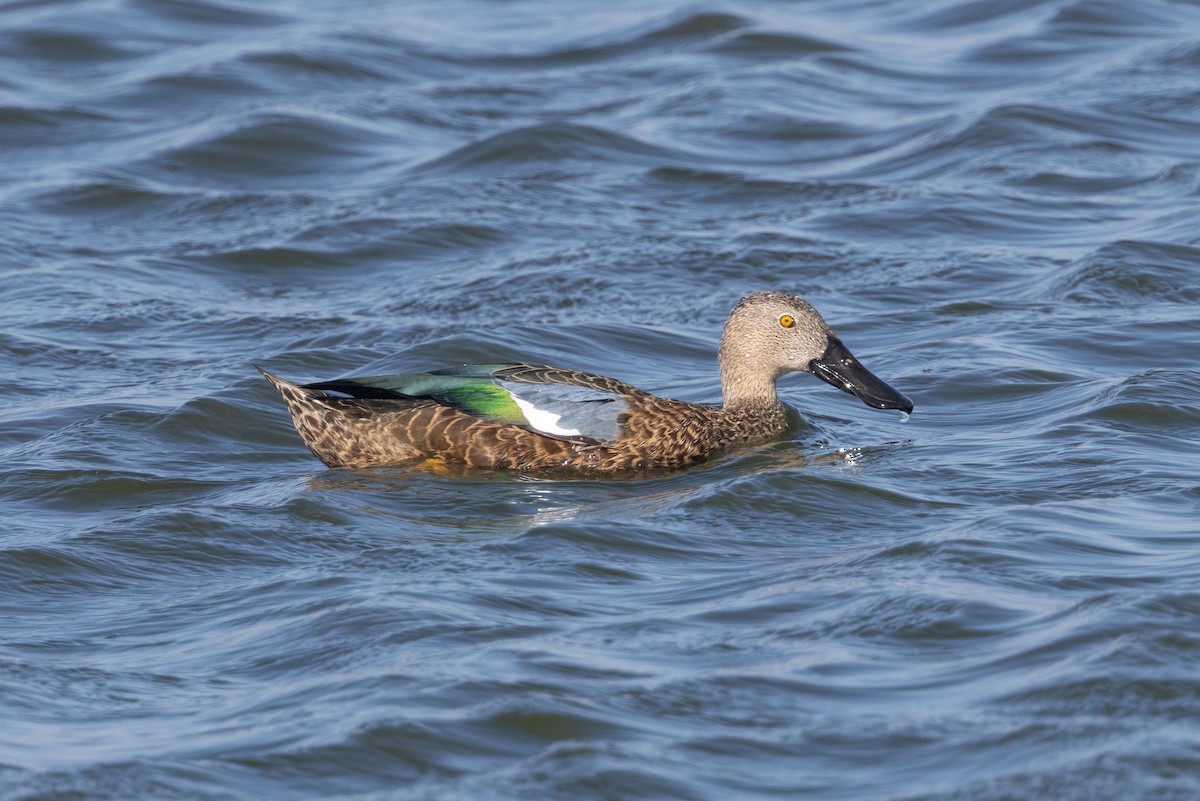 Cape Shoveler - ML646581030