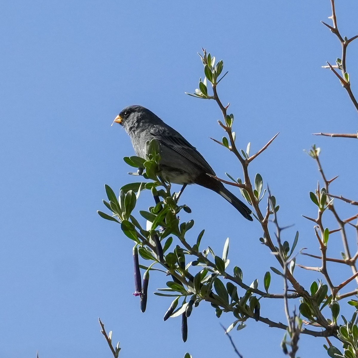 Band-tailed Seedeater - ML646581031