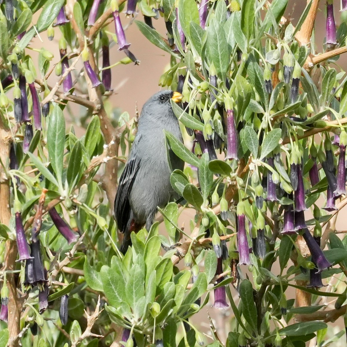 Band-tailed Seedeater - ML646581034