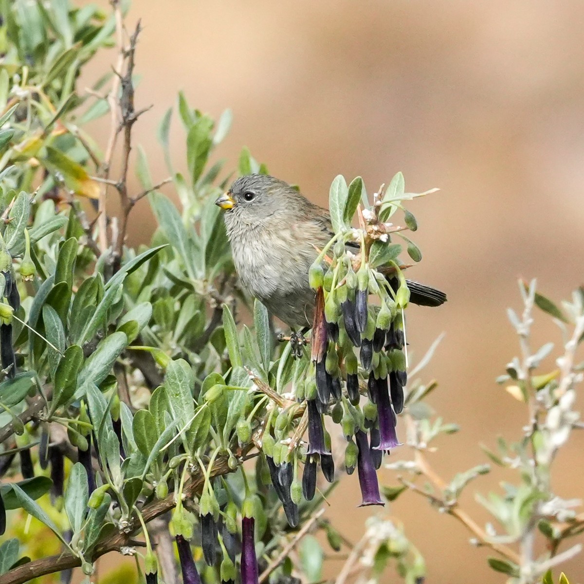 Band-tailed Seedeater - ML646581035