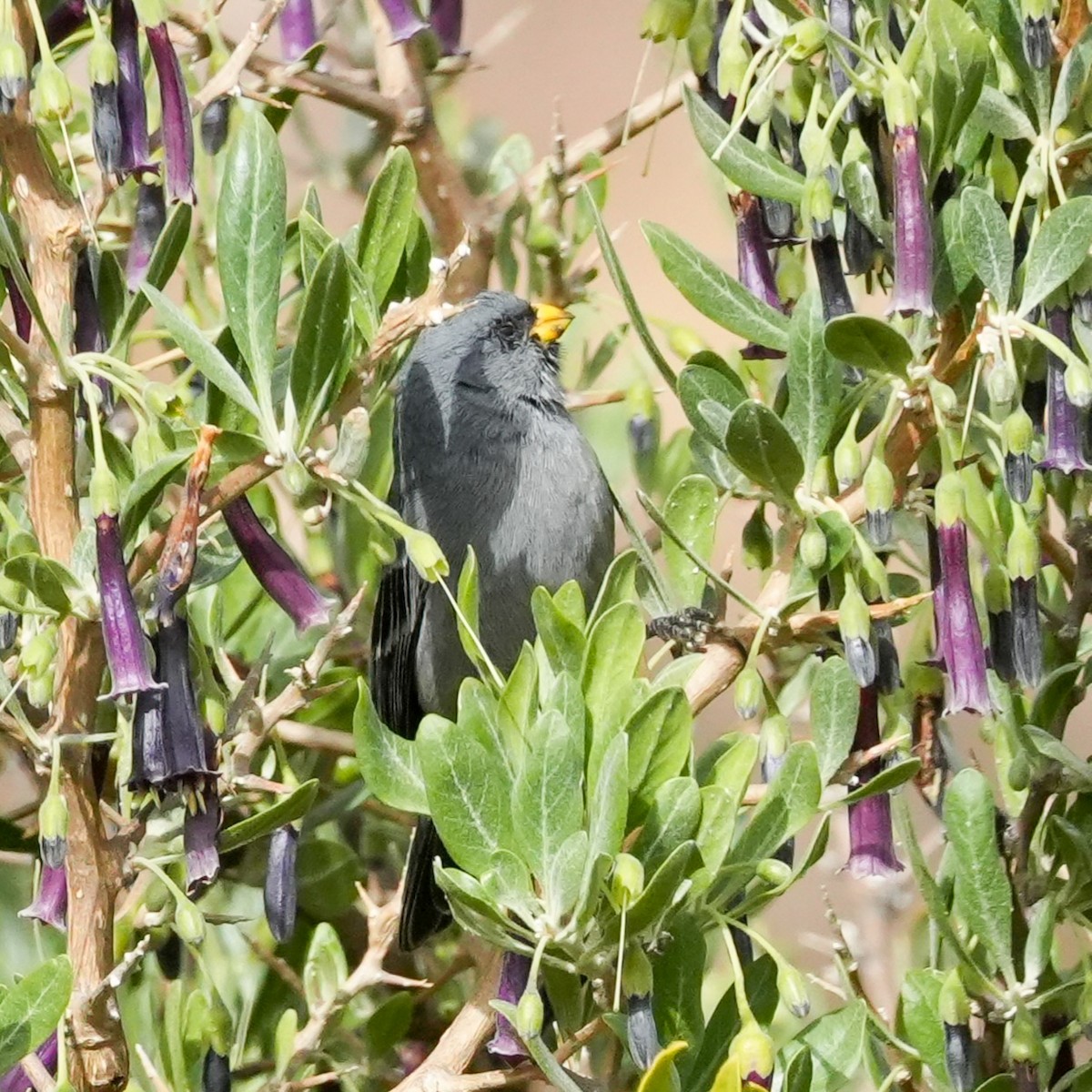 Band-tailed Seedeater - ML646581036