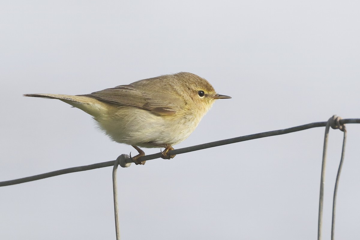 Iberian Chiffchaff - ML646581038