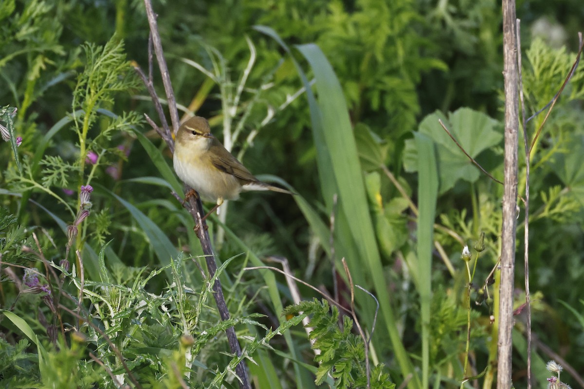 Iberian Chiffchaff - ML646581039