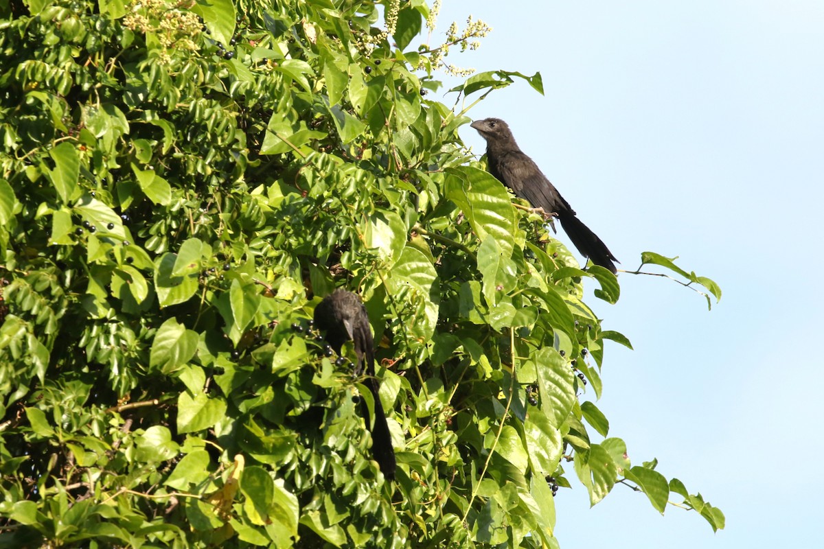 glattnebbani - ML646581040