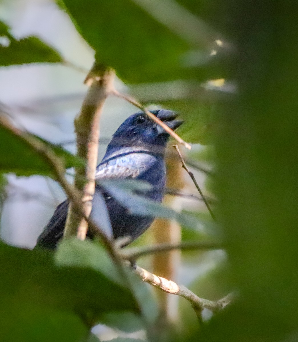 Amazonian Grosbeak - ML646581042
