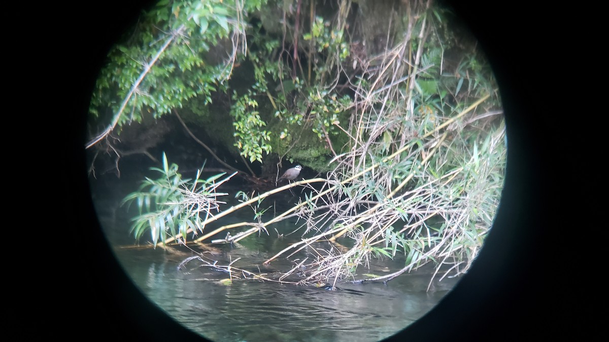 Dark-bellied Cinclodes - ML646581052