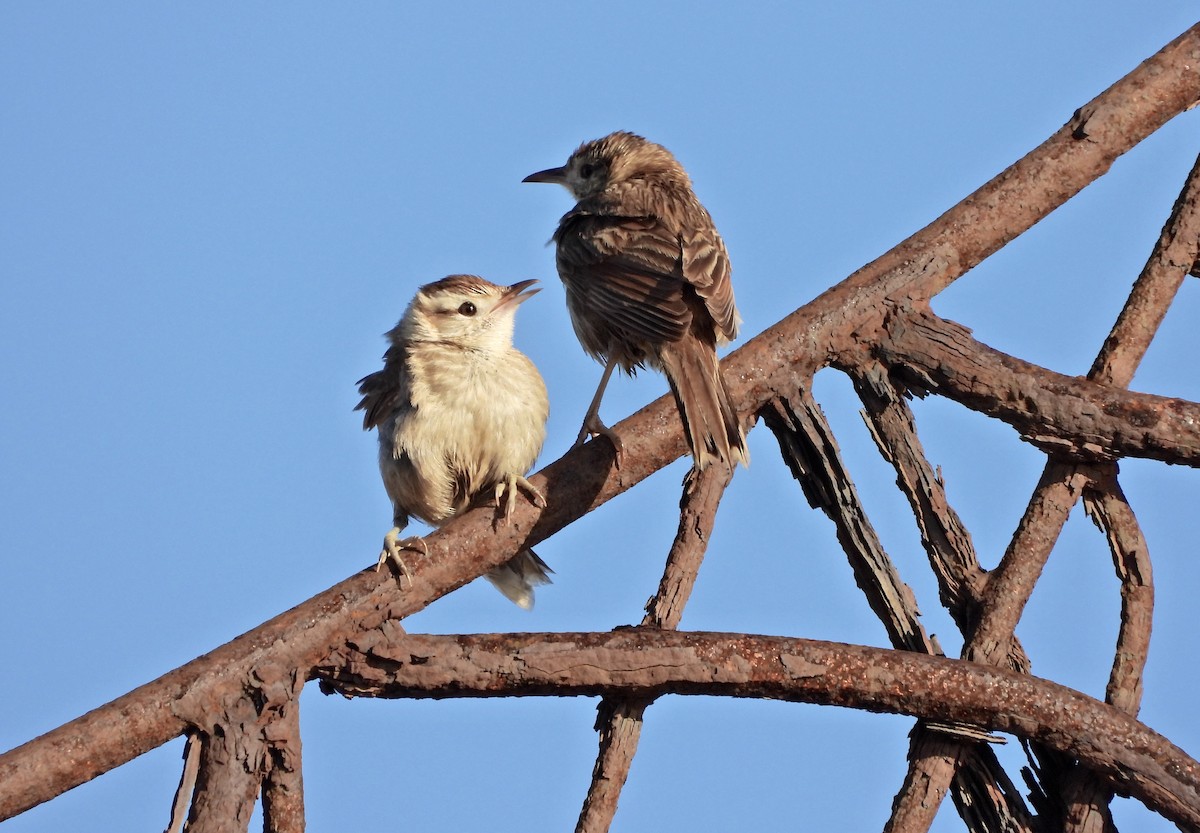 Firewood-gatherer - ML646581057