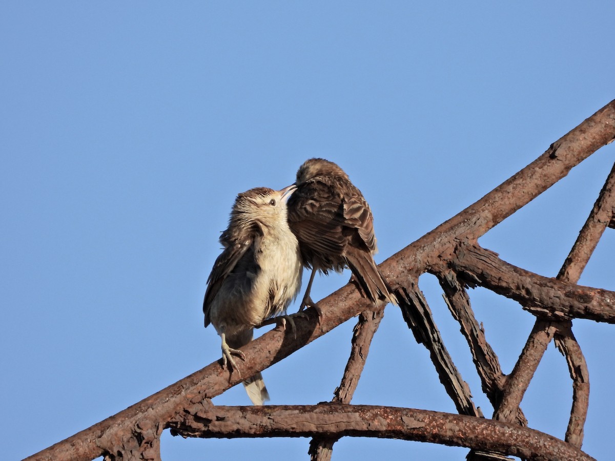 Firewood-gatherer - ML646581058