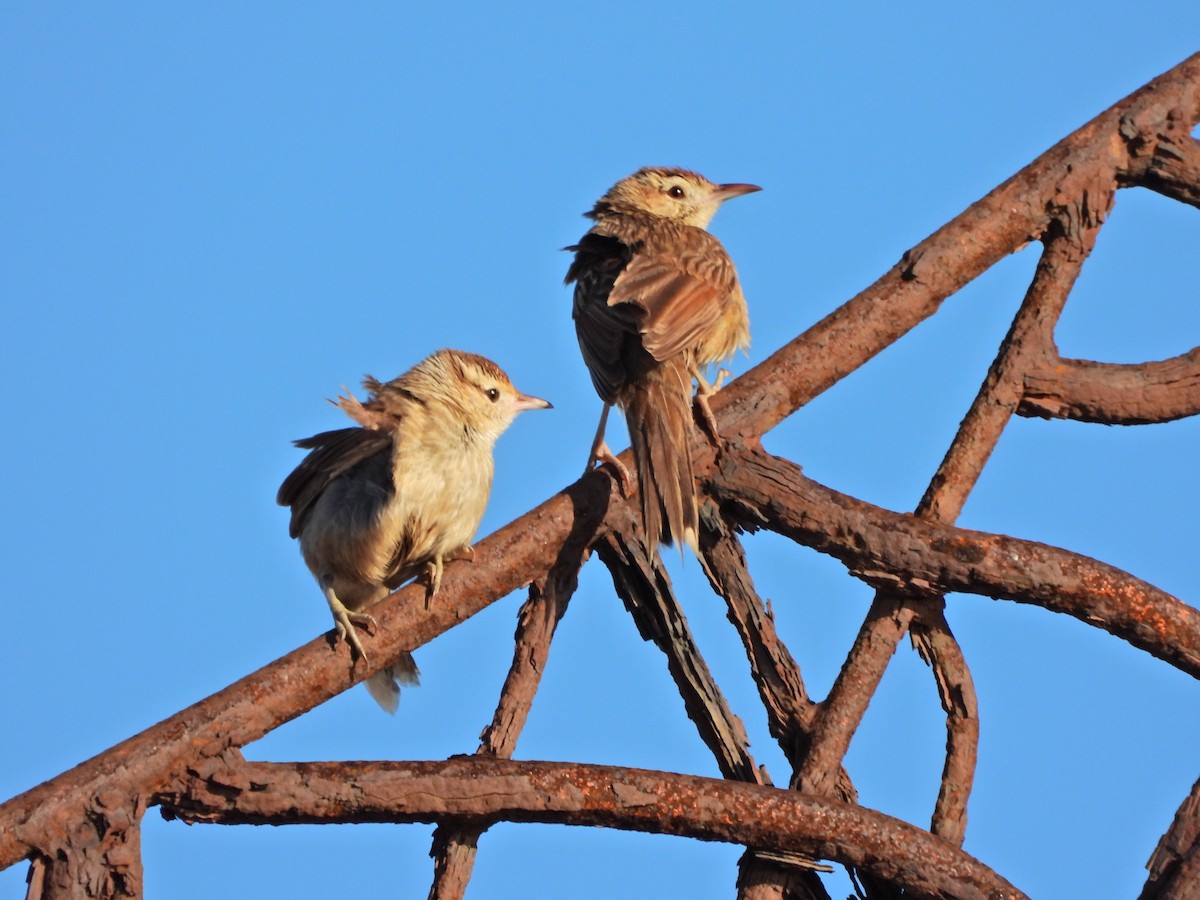 Firewood-gatherer - ML646581059