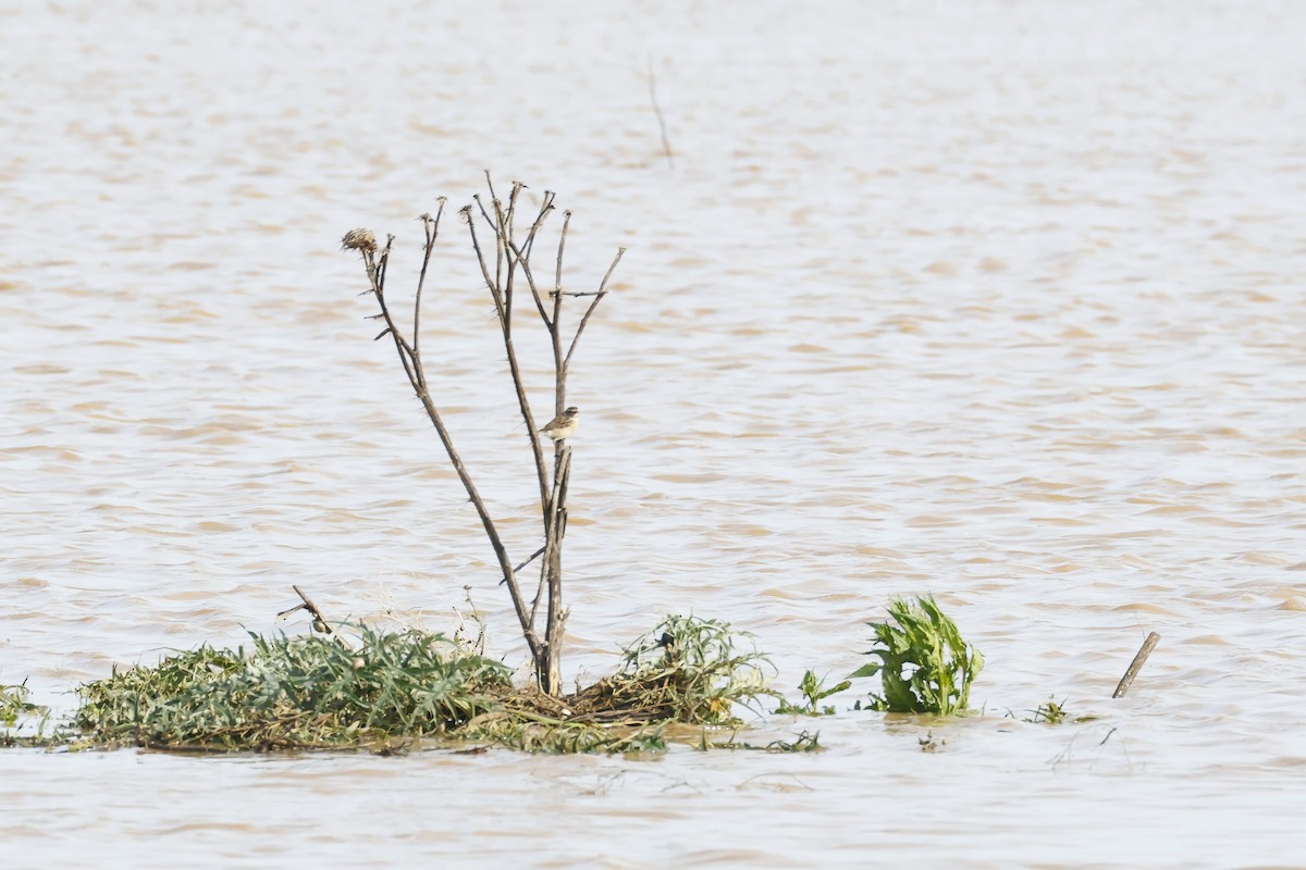 Zitting Cisticola - ML646581060