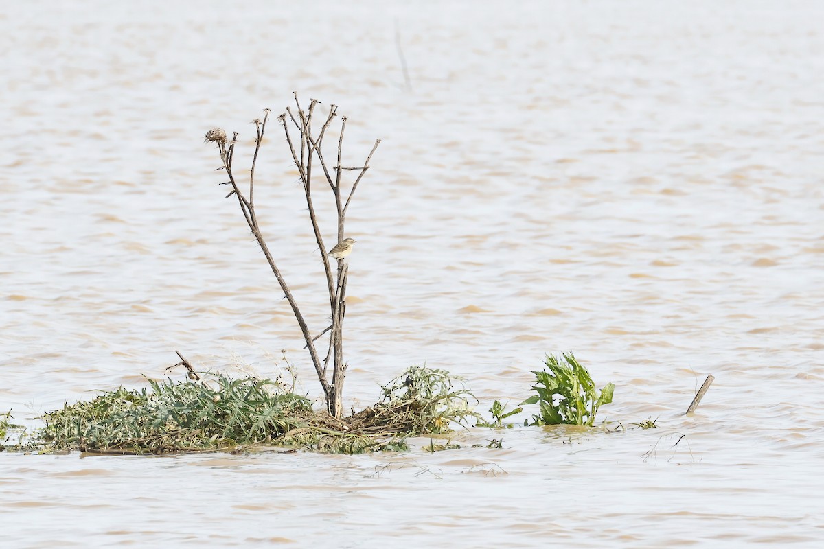 Zitting Cisticola - ML646581061