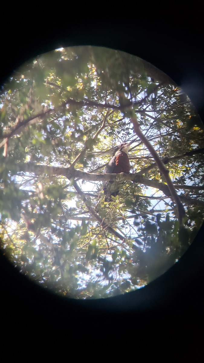 Ringed Kingfisher - ML646581065