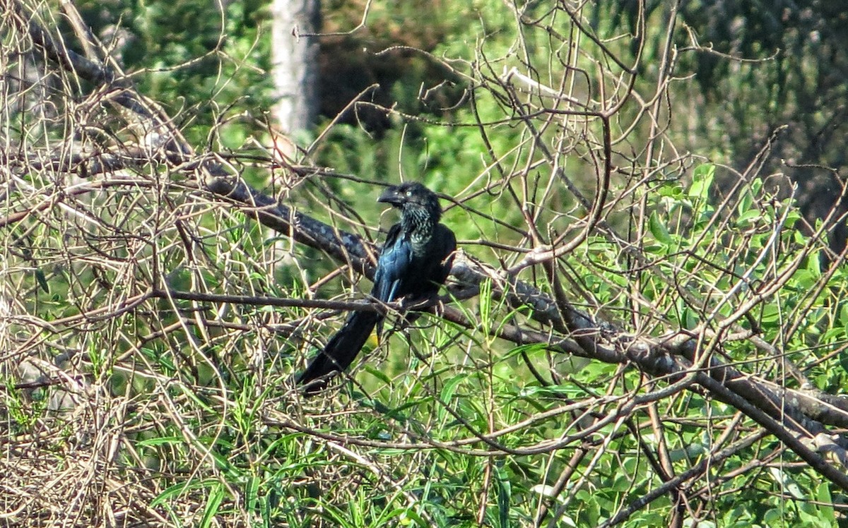 Greater Ani - ML646581066