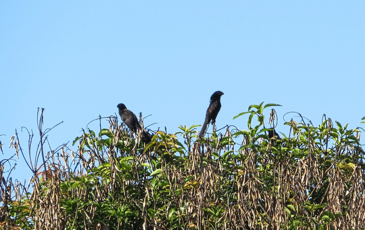Smooth-billed Ani - ML646581069