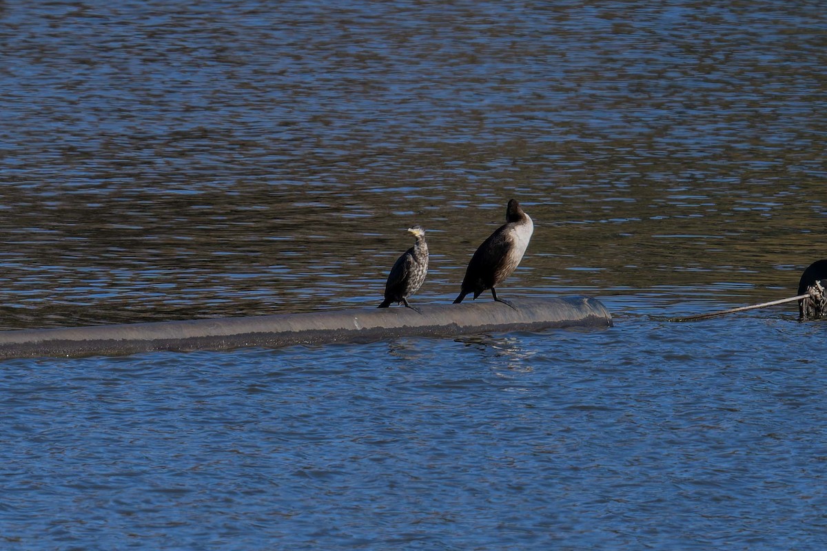 Neotropic Cormorant - ML646581073