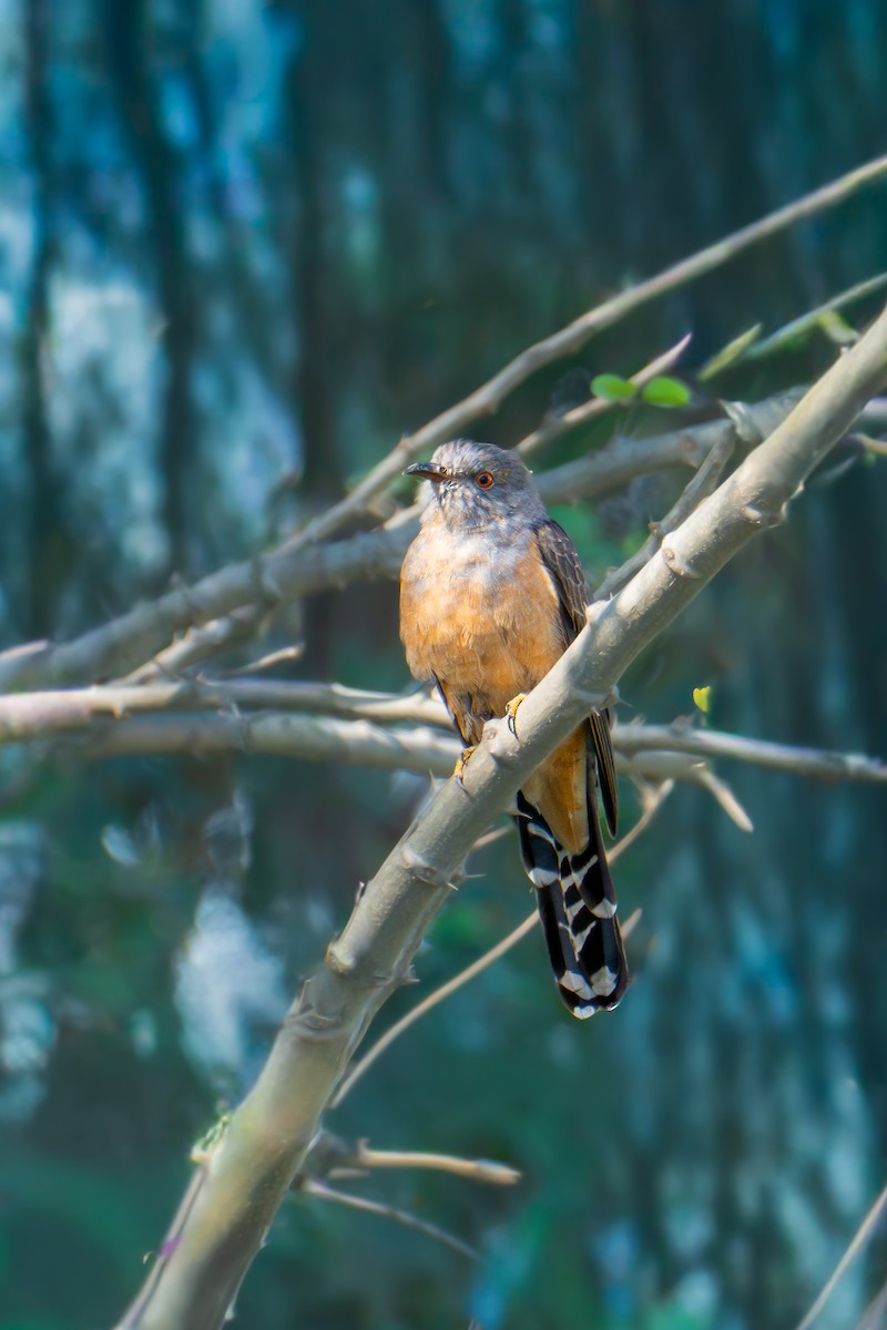 Plaintive Cuckoo - ML646581080
