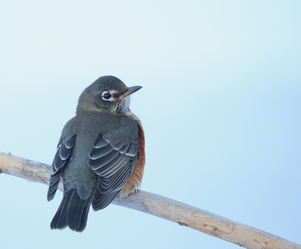 קיכלי נודד - ML646581085