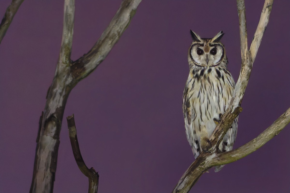 kalous proužkovaný - ML646581094