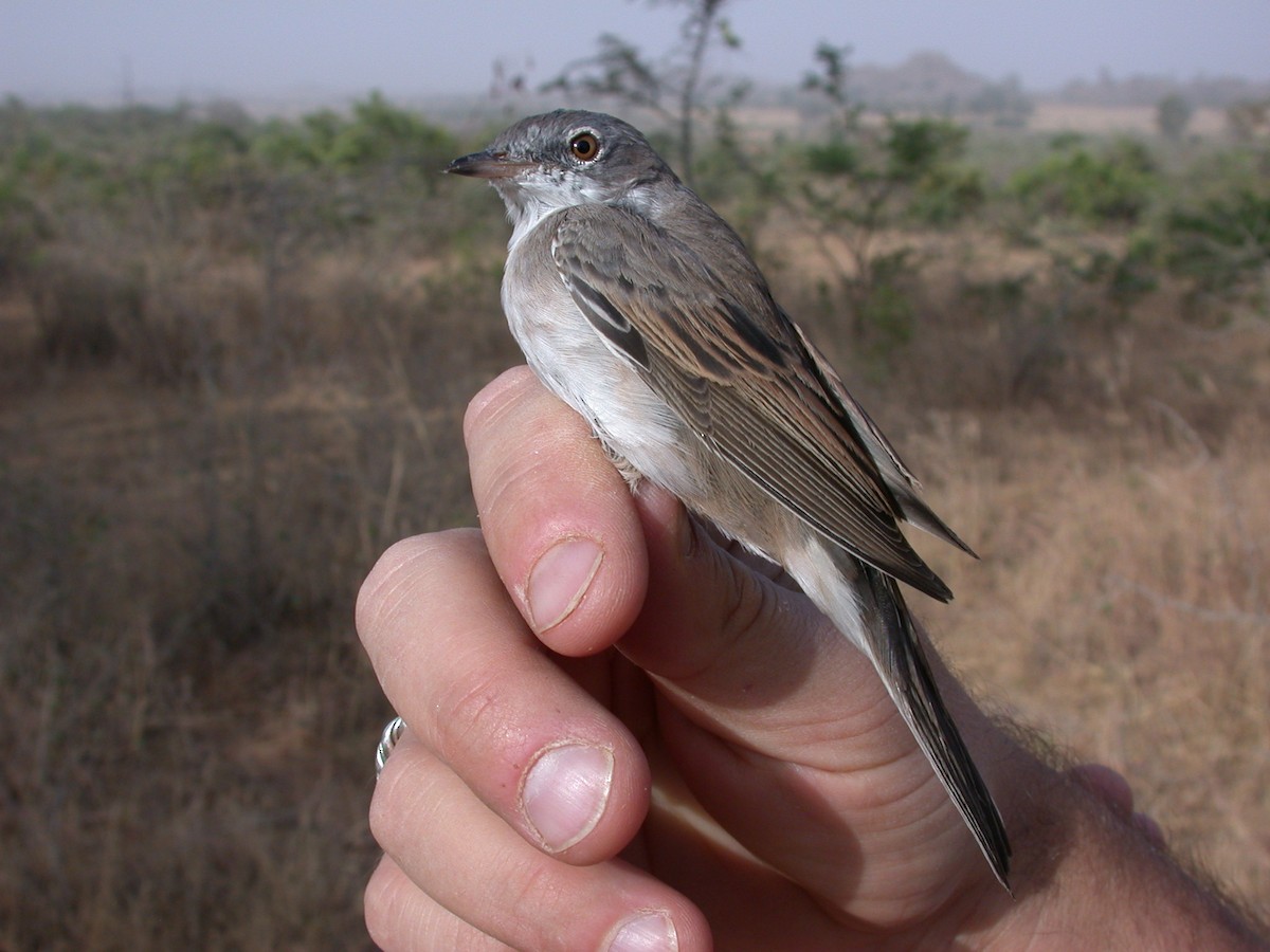 Greater Whitethroat - ML646581095