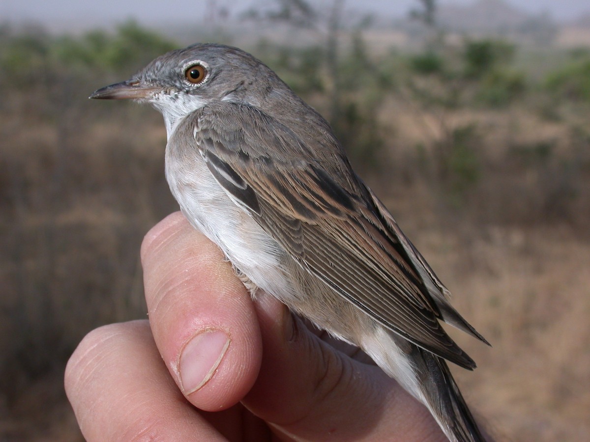 Greater Whitethroat - ML646581096