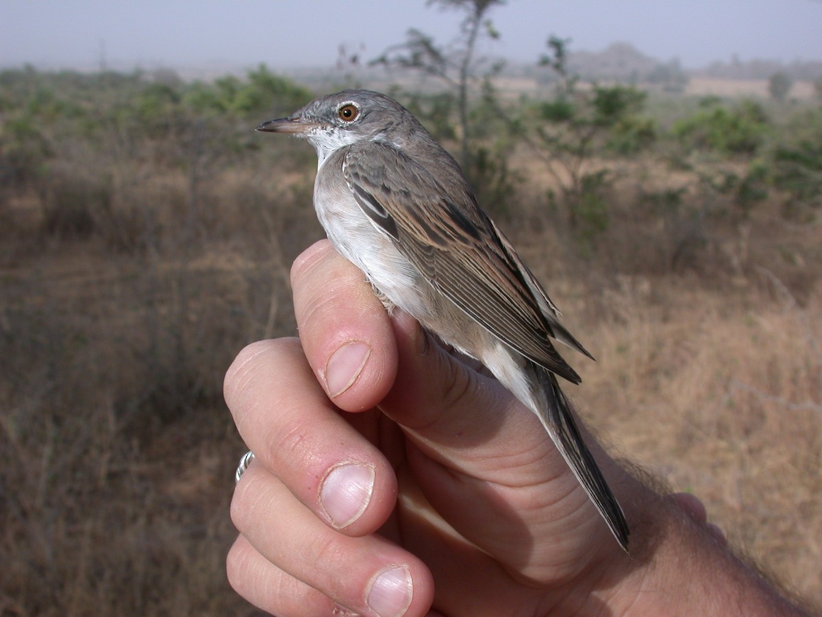 Greater Whitethroat - ML646581097