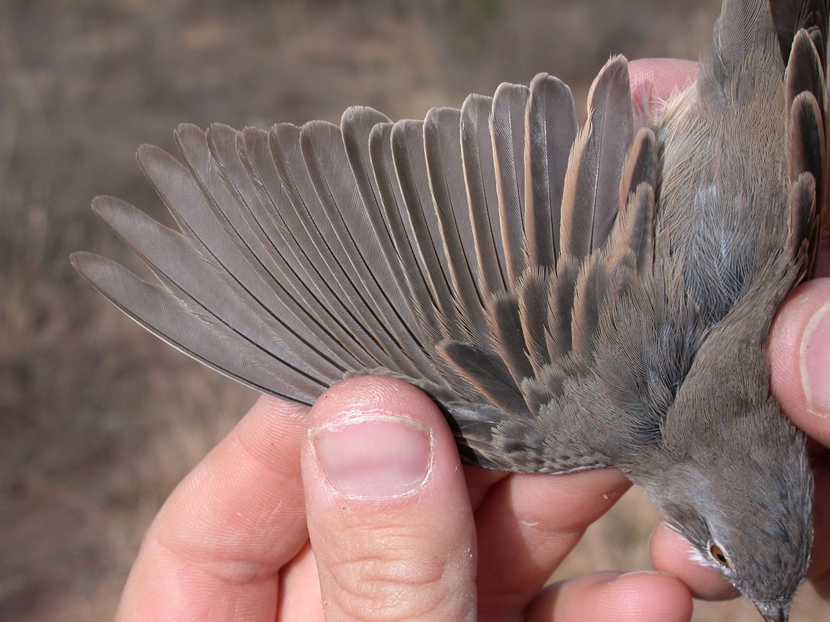 Greater Whitethroat - ML646581098