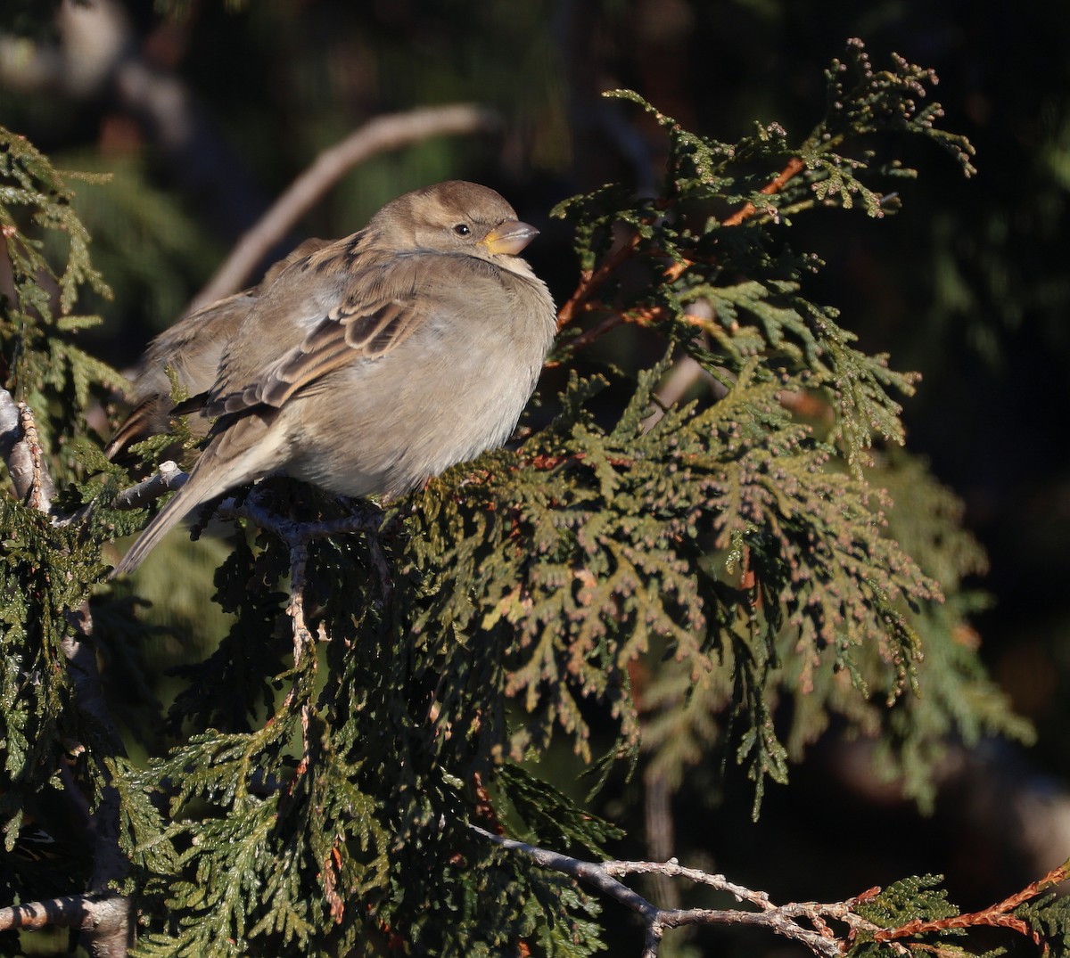 イエスズメ - ML646581100