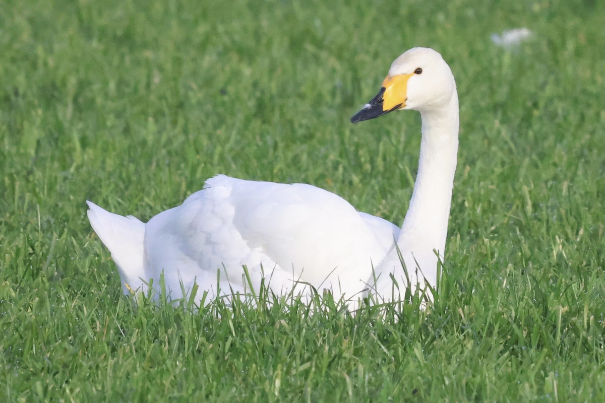 Whooper Swan - ML646581101
