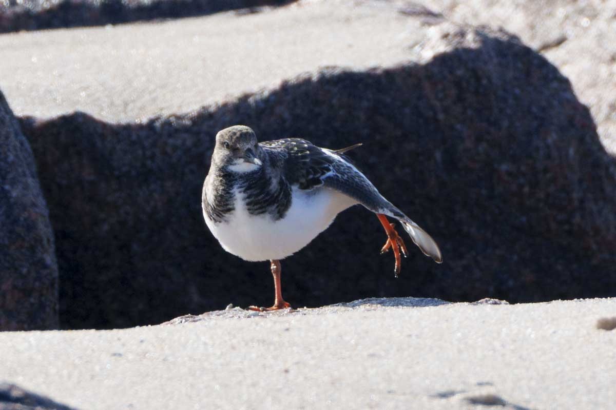 Ruddy Turnstone - ML646581102