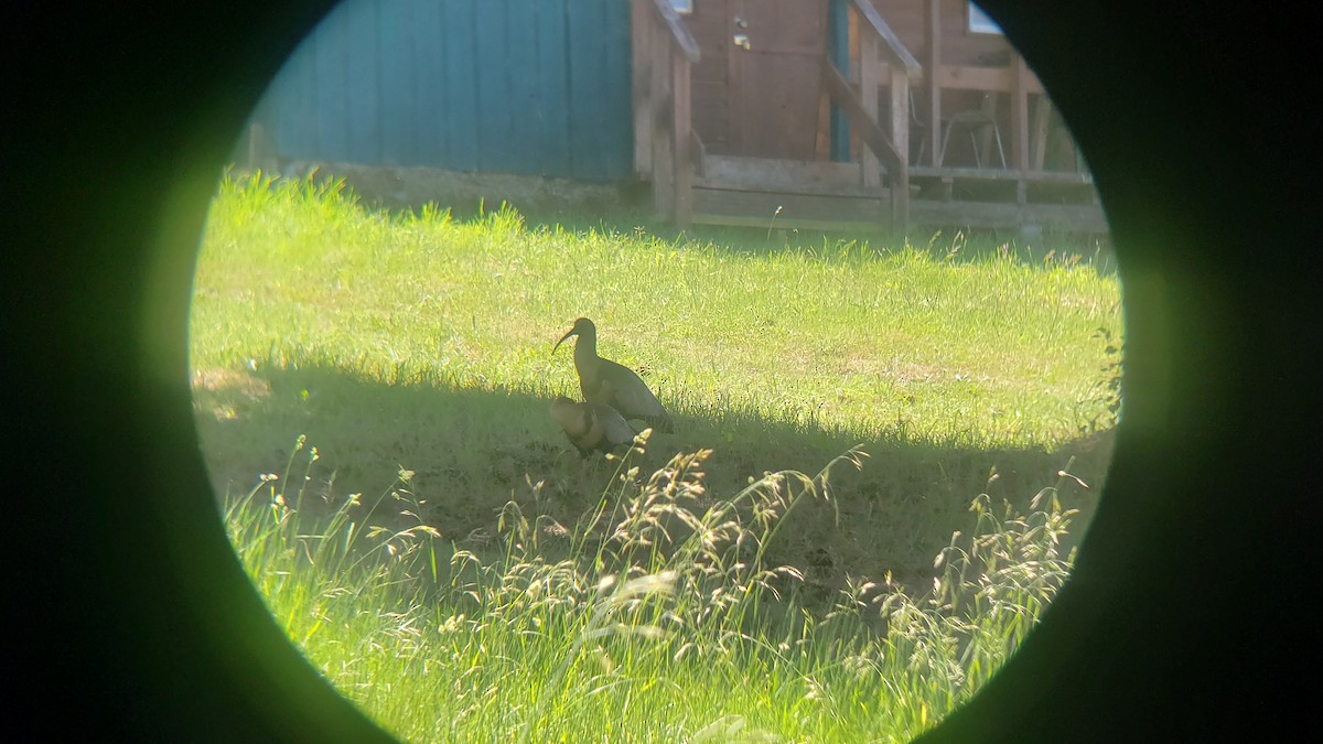 Black-faced Ibis - ML646581105