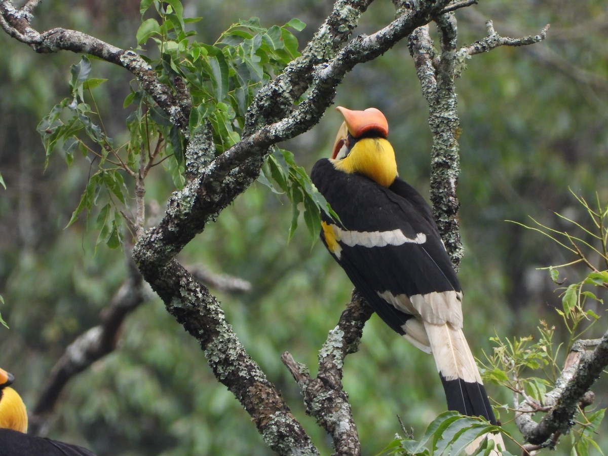 Great Hornbill - ML646581106