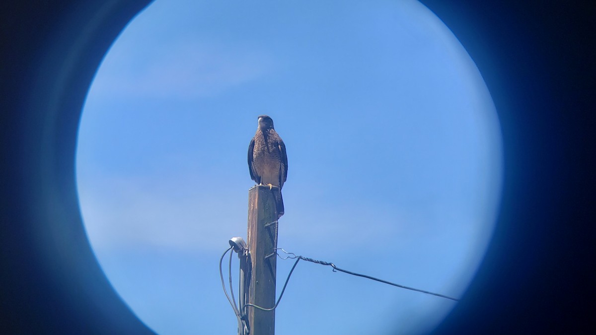 Chimango Caracara - ML646581113