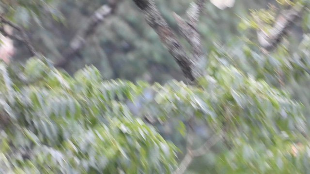 Great Hornbill - ML646581115