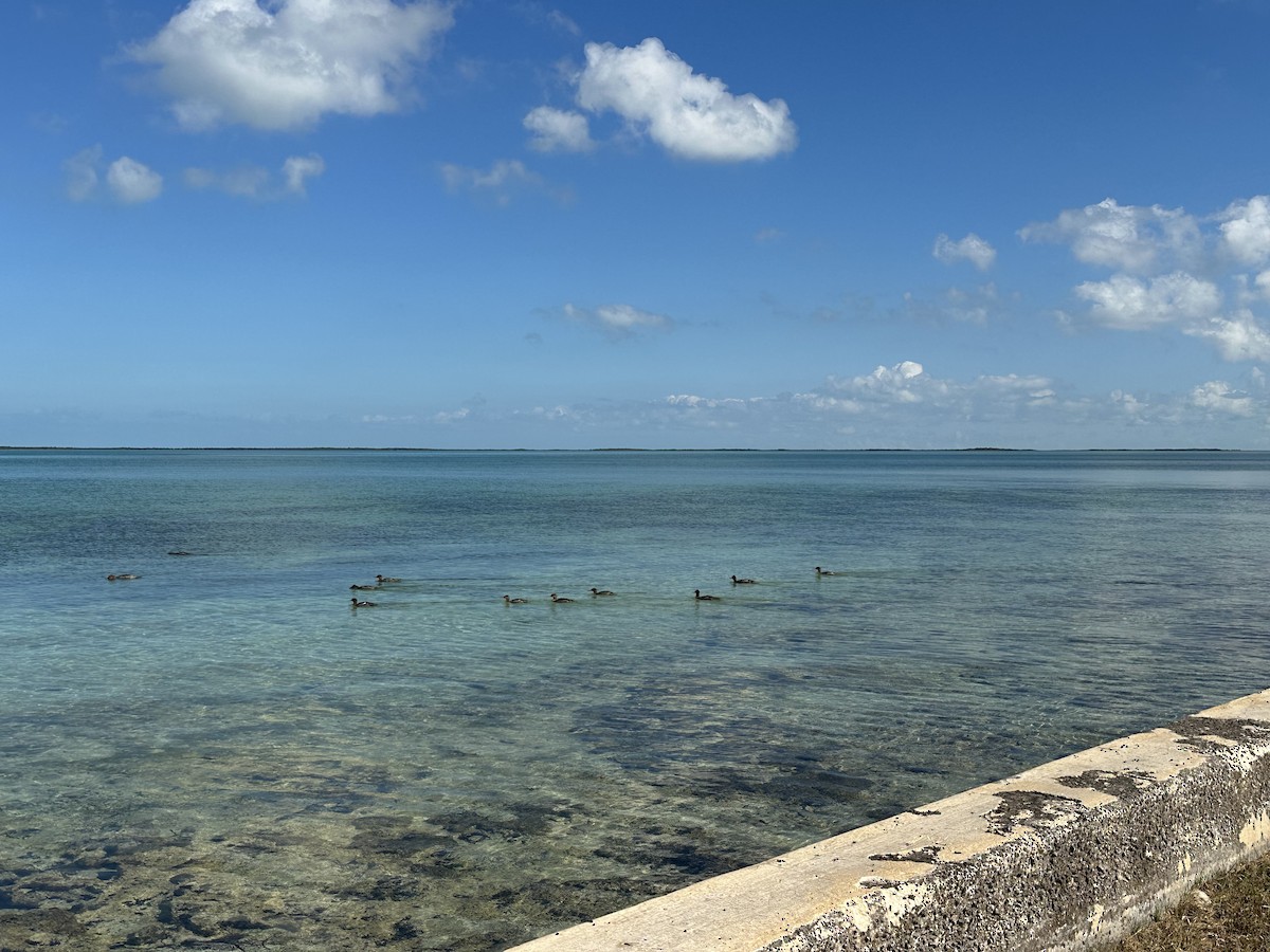 Red-breasted Merganser - ML646581116
