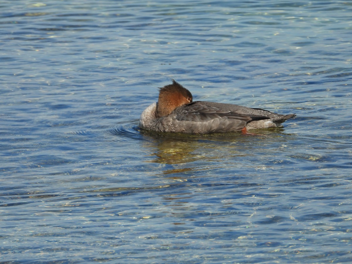 Red-breasted Merganser - ML646581117