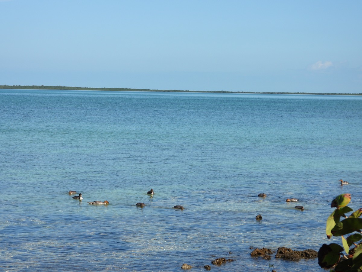 Red-breasted Merganser - ML646581118