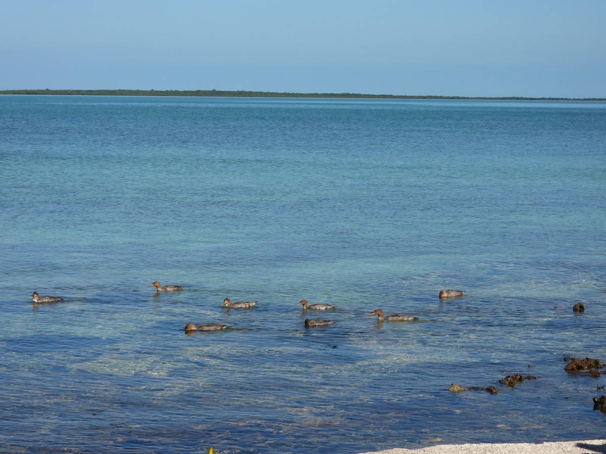 Red-breasted Merganser - ML646581119