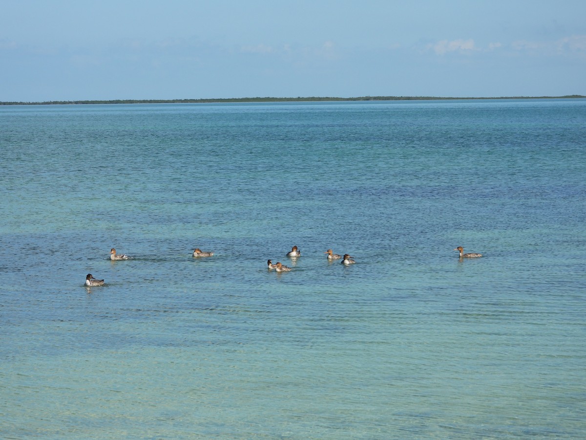 Red-breasted Merganser - ML646581120
