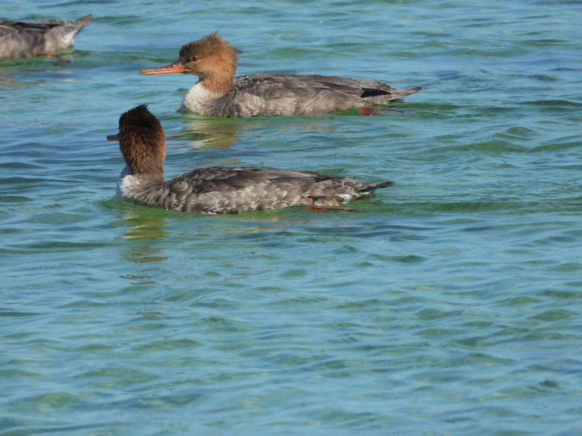 Red-breasted Merganser - ML646581121