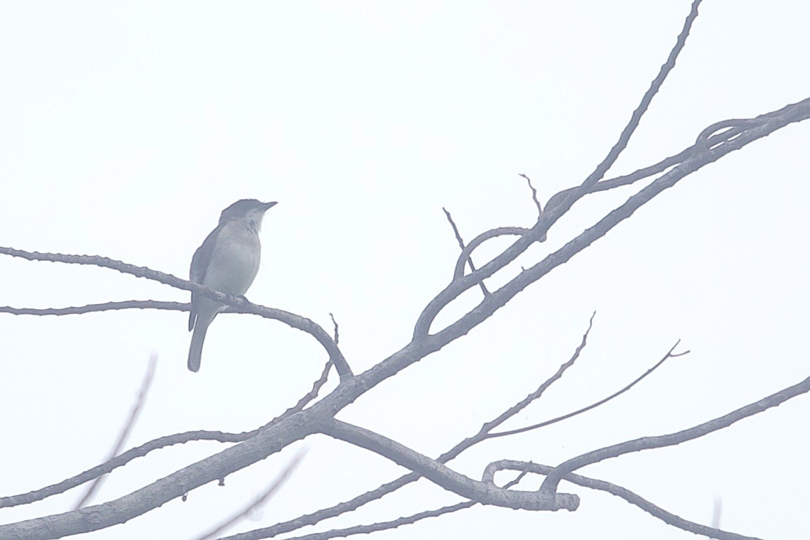 Drab Whistler - ML646581122