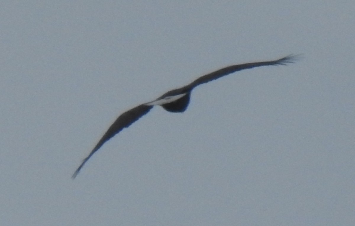 Seeadler - ML646581124