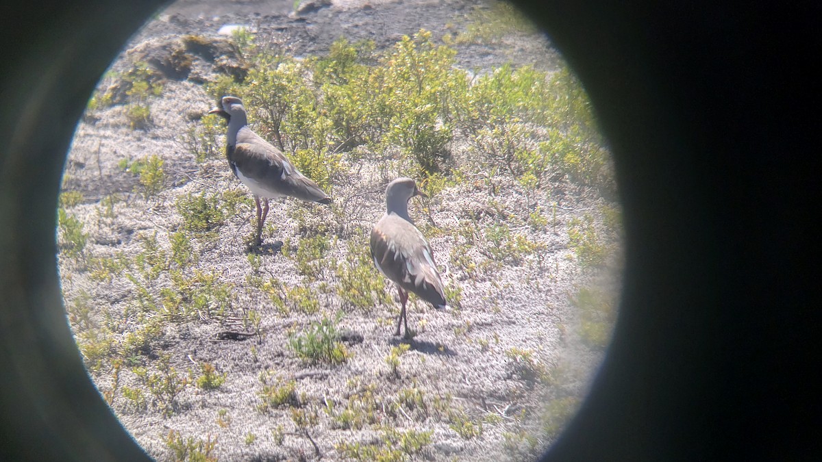 Southern Lapwing - ML646581127