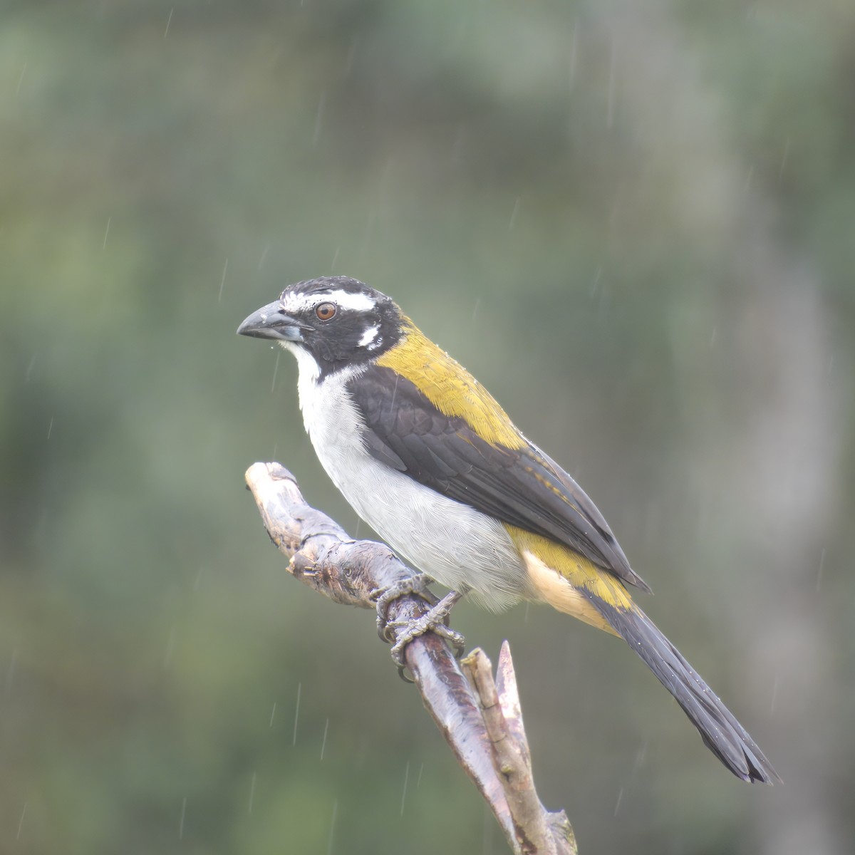 Black-winged Saltator - ML646581128