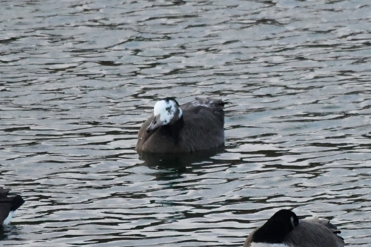 goose sp. - ML646581129