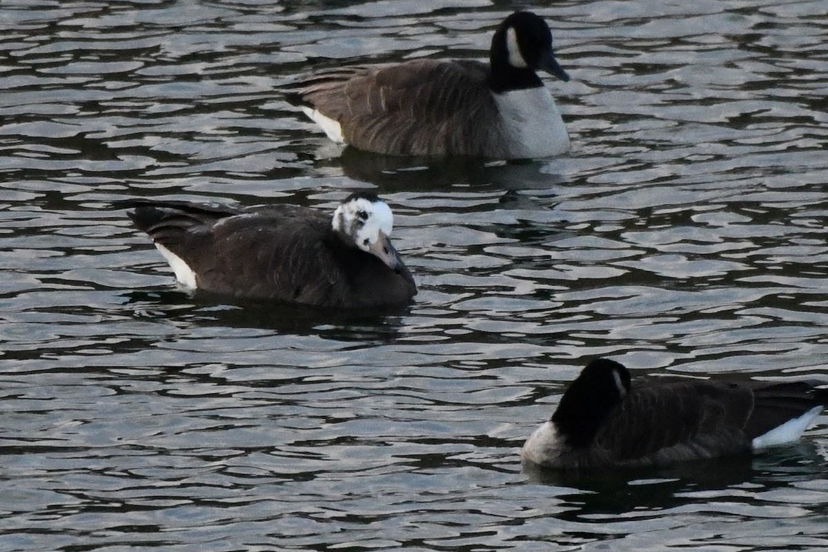 goose sp. - ML646581130