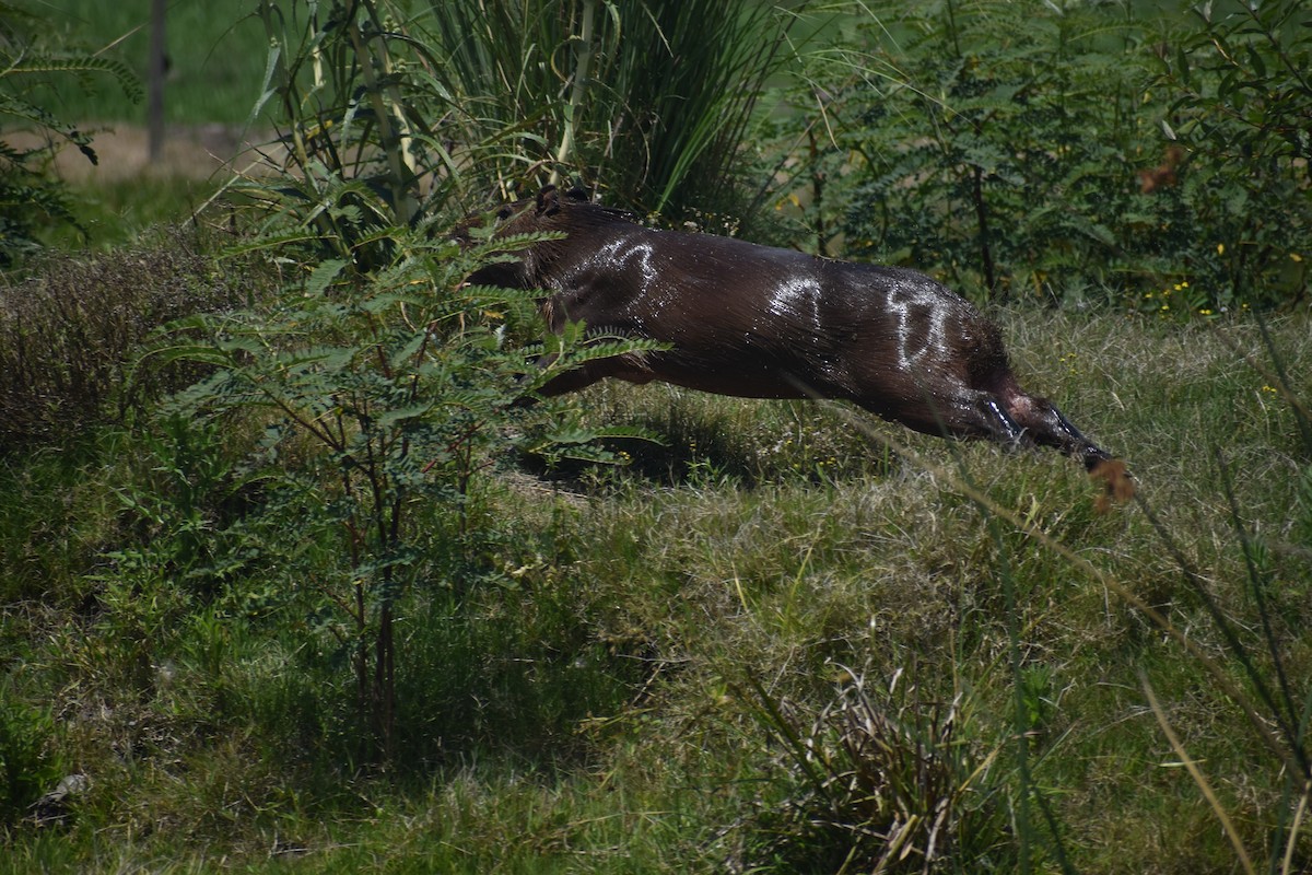 Capibara - ML646581131